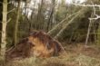 Skov i Vester Herborg efter besøg af Bodil. Foto: Finn T. Nielsen