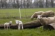 Fårene står der endnu og glor - efter Esben. Foto: Finn T. Nielsen.